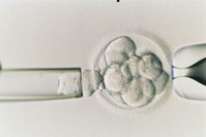 Examining embryos